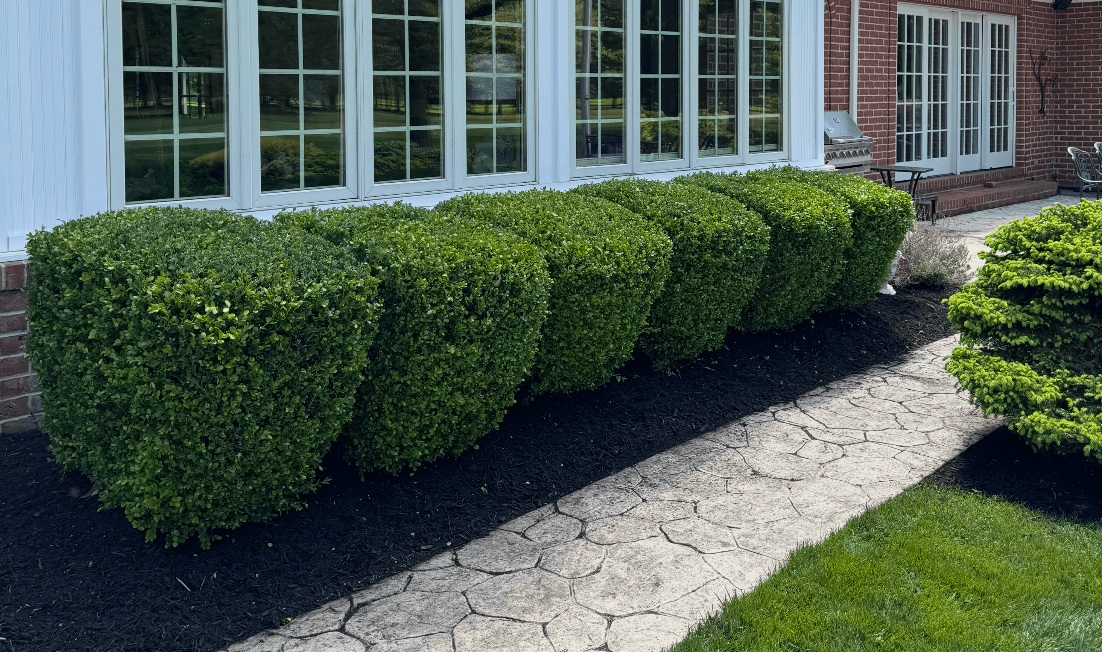 Shrub Trimming Service